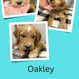 Oakley - Apricot male Irish Doodle puppy in Bluefield, Virginia from Love on a Leash