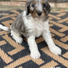 Sage - Blue merle male Aussiedoodle puppy in Henry, Illinois from Rowe Farms Doodles