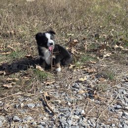 Hayden - Black tri male Miniature American Shepherd puppy in Leonard, Texas from Tin Roof Aussies