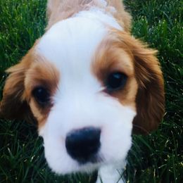 Cavalier King Charles Spaniel Puppies from Blueberry Hill Cavaliers