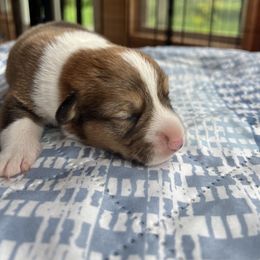 Pembroke Welsh Corgi Puppies from Rose Brier Pembroke Welsh Corgis