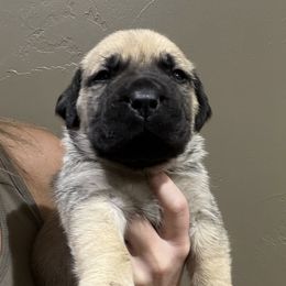 No Collar Fawn - Fawn male Boerboel puppy in Manitowoc, Wisconsin from Mae Boerboel