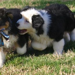 Australian Shepherds and Pyrenean Shepherds from Coolmoor