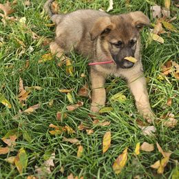 German Shepherd Puppies from Von Thomson Haus