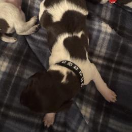 Black male - Liver roan male German Shorthaired Pointer puppy in Osawatomie, Kansas from Doyle’s GSP