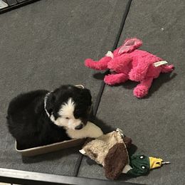 Diva - Black tri female Miniature American Shepherd puppy in Irvington, Kentucky from TimberRidge