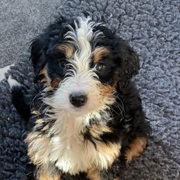 Bernedoodle and Goldendoodle Puppies from Shining Star Doodles