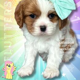 Fluttershy - Blenheim female Cavalier King Charles Spaniel puppy in Ammon, Idaho from Ammon Acres Cavaliers