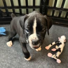 Boy 2 - White male Boxer puppy in Lakeland, Florida from Cote's Boxers