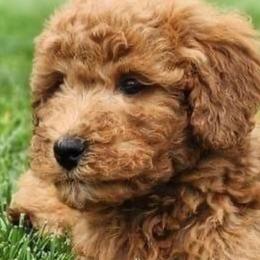 Sugar - Maltipoo