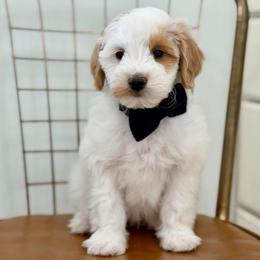 Black collar WINTON - Parti male Goldendoodle puppy in Salem, Utah from Aspen Doodles Utah