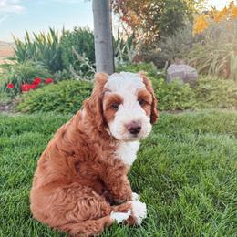 Bob - Red male Bernedoodle puppy in Weston, Idaho from Berne n Doodles