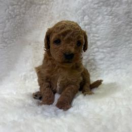 Daisy - Red  female Goldendoodle puppy in Wever, Iowa from JK Royal Lines