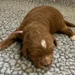 Dahlia - Apricot female Goldendoodle puppy in Newaygo, Michigan from West Michigan Doodles and Poodles