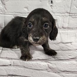 Keeper Boy - Black and cream male Dachshund puppy in Anaconda, Montana from Williams Family Dachshunds