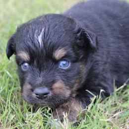 Rory - Black tri male Miniature Australian Shepherd puppy in Paris, Texas from Kuttin’ Up Mini Aussies