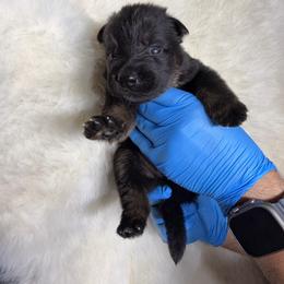 Boy 1 - Black and tan male German Shepherd puppy in Hollis Center, Maine from Noble German Shepherds of Maine