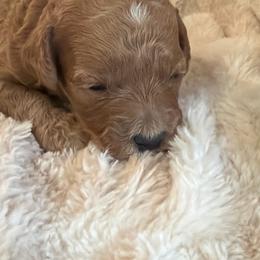 Girl 2 - Apricot female Goldendoodle puppy in Haleyville, Alabama from Susan’s Prefurred Doodles