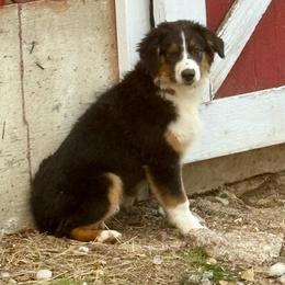 Marina - Black tri-color female Australian Shepherd puppy in Preston, Idaho from KC Bar Ranch Aussies