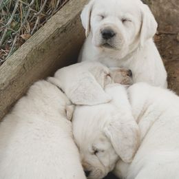 Labrador Retriever Puppies from Polar Bear Farms