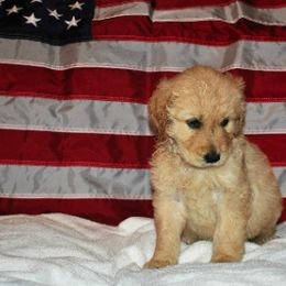 Bernedoodle and Goldendoodle Puppies from Arizona Goldendoodles