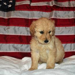Bernedoodle and Goldendoodle Puppies from Arizona Goldendoodles