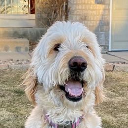 Goldendoodles from Highlands Doodles