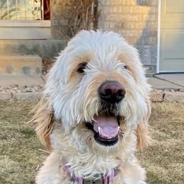 Goldendoodles from Highlands Doodles