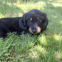 Milo - Black and tan male Dachshund puppy in Eugene, Oregon from FurEver Home