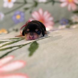 Ivy - Black and tan female Dachshund puppy in Morristown, Tennessee from Hillside Hounds
