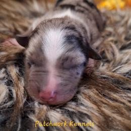 BARLEY - Blue merle male Australian Shepherd puppy in Salem, Arkansas from Patchwork Kennels