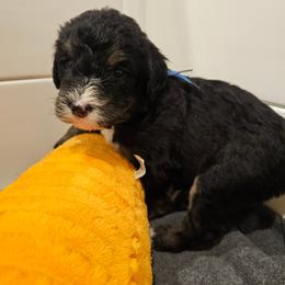 Dark Blue - Tri-color male Bernedoodle puppy in Shelby, North Carolina from Forever Grateful Doodles