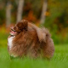 Dutch - Pomeranian