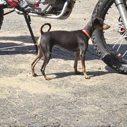 Miniature Pinscher Puppies from NutMeg Min Pins