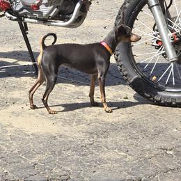 Miniature Pinscher Puppies from NutMeg Min Pins