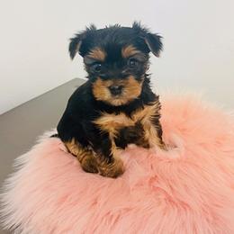 Yorkshire Terriers from Nina Esmaeili