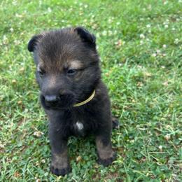 Ranger - Yellow Collar Boy - Sable male German Shepherd puppy in Milan, Illinois from Stonewick German Shepherds