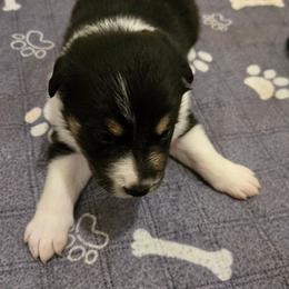 Liz - Tri-color female Border Collie puppy in Pennsylvania from Winter Creek Border Collies