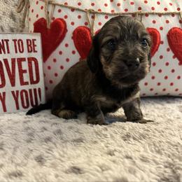 Quiggles - Cream male Dachshund puppy in Hensley, Arkansas from The Dachshund Barn