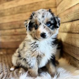 Kane - Blue merle male Miniature American Shepherd puppy in Ash Grove, Missouri from 3 Barrels Farms, LLC