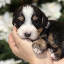 Zin - Gray collar male - Tri-color male Bernedoodle puppy in Yuciapa, California from AlltheDoodlez_