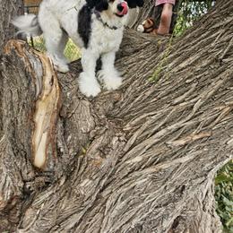Jack - Chinese Crested