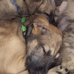 Irish Wolfhound Puppies from Darom Irish Wolfhounds