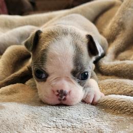 Gray collar - Blue male Boston Terrier puppy in Shreveport, Louisiana from Cristi's Port Bostons