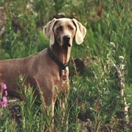 German Shorthaired Pointers and Weimaraners from Lazy Hearts Kennel