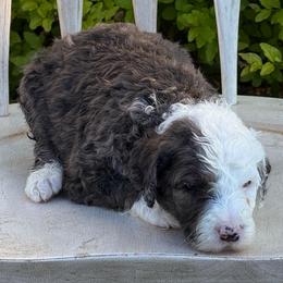 Wells - Blue and white male Sheepadoodle puppy in Chesapeake, Virginia from Doodle-Cove