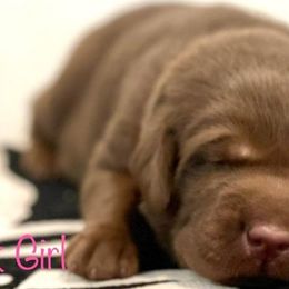Labrador Retriever Puppies from Travis’ Chocolate Labradors