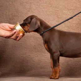 Doberman Pinscher Puppies from Stand Alone European Dobermans