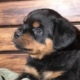 Rottweilers from The Solid Rock Kennel