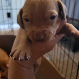 Girl 4 - Golden rust female Vizsla puppy in Stryker, Montana from Jeff Schmieder